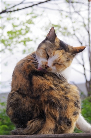 猫が吐くのは普通なの？病気が原因の嘔吐の見分け方のポイント